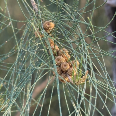 Casuarina cunninghamiana subsp. cunninghamiana (River She-Oak, River Oak) at Wodonga - 3 Jan 2024 by KylieWaldon