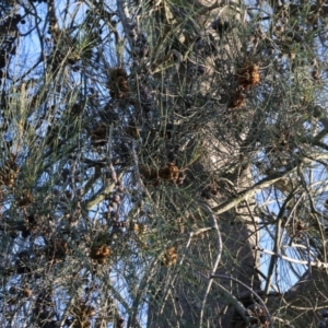 Casuarina cunninghamiana subsp. cunninghamiana at Wodonga - suppressed