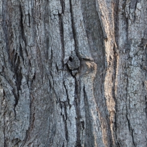 Casuarina cunninghamiana subsp. cunninghamiana at Wodonga - suppressed