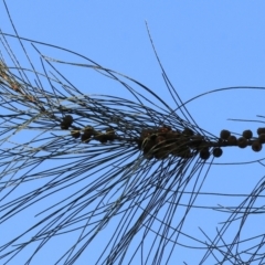 Casuarina cunninghamiana subsp. cunninghamiana at Wodonga - suppressed