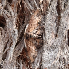 Pholodes sinistraria (Sinister or Frilled Bark Moth) at Higgins Woodland - 2 Jan 2024 by Trevor