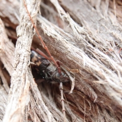 Phoracantha semipunctata (Common Eucalypt Longicorn) at Higgins Woodland - 2 Jan 2024 by MichaelWenke