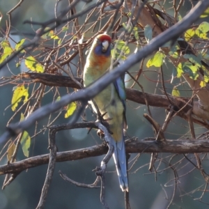 Platycercus elegans flaveolus at Huon Creek, VIC - suppressed