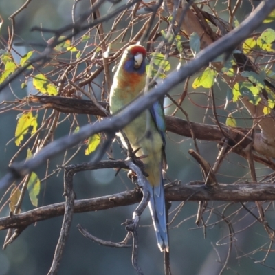 Platycercus elegans flaveolus (Yellow Rosella) at WREN Reserves - 2 Jan 2024 by KylieWaldon