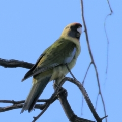 Platycercus elegans flaveolus at Huon Creek, VIC - suppressed