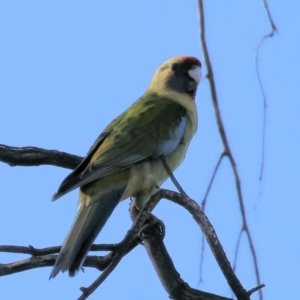 Platycercus elegans flaveolus at Huon Creek, VIC - suppressed