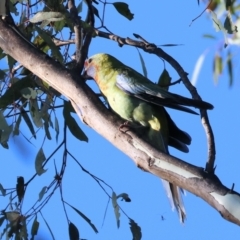 Platycercus elegans flaveolus at Huon Creek, VIC - suppressed