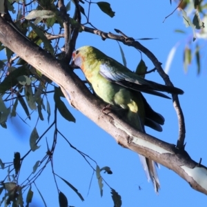 Platycercus elegans flaveolus at Huon Creek, VIC - suppressed