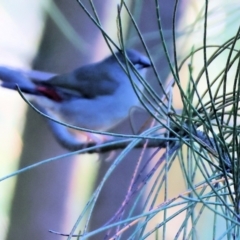 Neochmia temporalis (Red-browed Finch) at WREN Reserves - 3 Jan 2024 by KylieWaldon