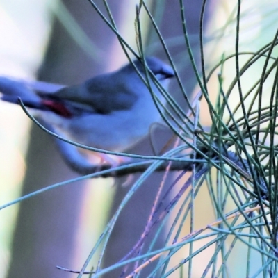 Neochmia temporalis (Red-browed Finch) at Huon Creek, VIC - 2 Jan 2024 by KylieWaldon