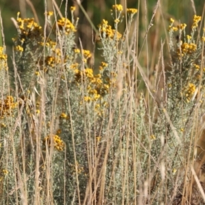 Chrysocephalum semipapposum at WREN Reserves - suppressed