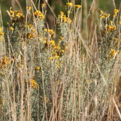 Chrysocephalum semipapposum (Clustered Everlasting) at Wodonga - 2 Jan 2024 by KylieWaldon