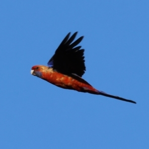 Platycercus elegans at Wodonga - 3 Jan 2024 06:42 AM