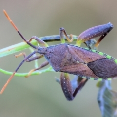 Amorbus alternatus (Eucalyptus Tip Bug) at WREN Reserves - 2 Jan 2024 by KylieWaldon