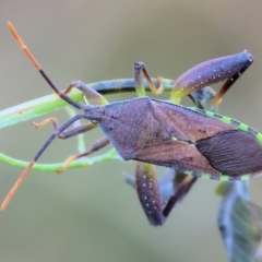 Amorbus alternatus (Eucalyptus Tip Bug) at Huon Creek, VIC - 2 Jan 2024 by KylieWaldon