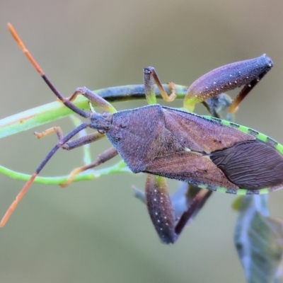 Amorbus alternatus (Eucalyptus Tip Bug) at WREN Reserves - 2 Jan 2024 by KylieWaldon