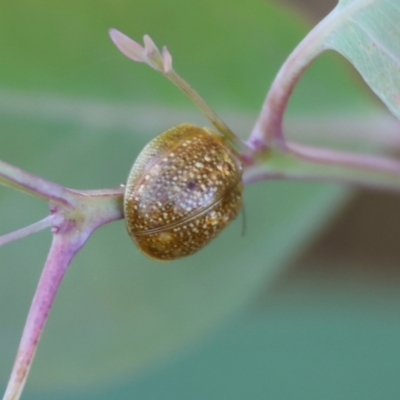 Chrysomelidae sp. (family) (Unidentified Leaf Beetle) at WREN Reserves - 3 Jan 2024 by KylieWaldon