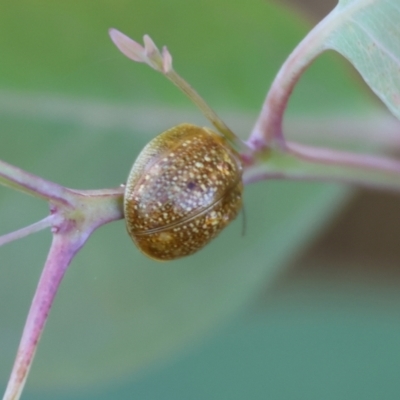 Paropsisterna cloelia at Huon Creek, VIC - 2 Jan 2024 by KylieWaldon