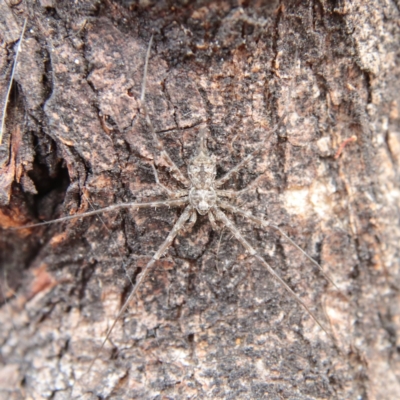 Tamopsis sp. (genus) (Two-tailed spider) at Higgins Woodland - 2 Jan 2024 by Trevor