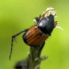 Phyllotocus navicularis (Nectar scarab) at Parkes, ACT - 2 Jan 2024 by Hejor1