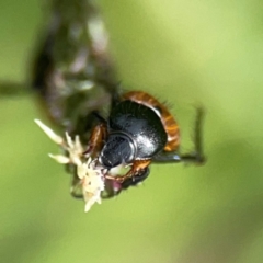 Phyllotocus navicularis at Mount Ainslie to Black Mountain - 2 Jan 2024