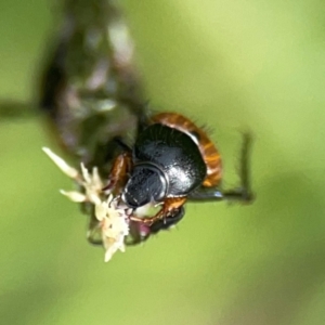 Phyllotocus navicularis at Mount Ainslie to Black Mountain - 2 Jan 2024 04:52 PM