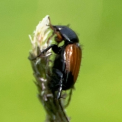 Phyllotocus navicularis at Mount Ainslie to Black Mountain - 2 Jan 2024