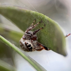 Opisthoncus sp. (genus) at Mount Ainslie to Black Mountain - 2 Jan 2024 05:50 PM