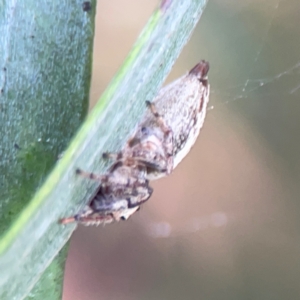 Opisthoncus sp. (genus) at Mount Ainslie to Black Mountain - 2 Jan 2024 05:50 PM