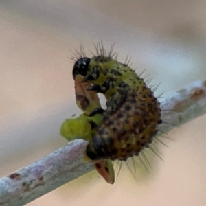 Paropsisterna beata at Mount Ainslie to Black Mountain - 2 Jan 2024 04:57 PM