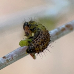 Paropsisterna beata at Mount Ainslie to Black Mountain - 2 Jan 2024