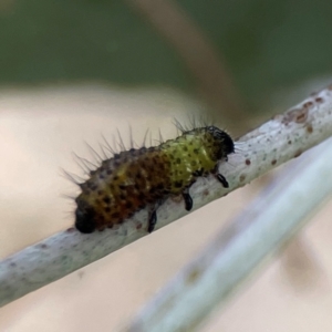 Paropsisterna beata at Mount Ainslie to Black Mountain - 2 Jan 2024