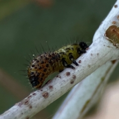 Paropsisterna beata at Mount Ainslie to Black Mountain - 2 Jan 2024 04:57 PM