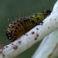 Paropsisterna beata at Mount Ainslie to Black Mountain - 2 Jan 2024 04:57 PM