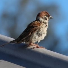 Passer montanus (Eurasian Tree Sparrow) at Wodonga - 2 Jan 2024 by KylieWaldon