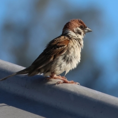 Passer montanus (Eurasian Tree Sparrow) at Wodonga - 2 Jan 2024 by KylieWaldon