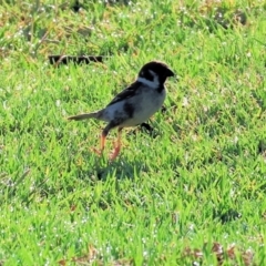 Passer montanus at Huon Creek, VIC - suppressed