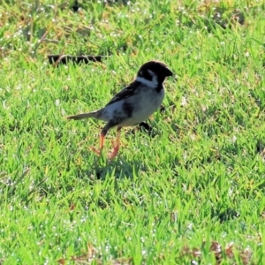 Passer montanus at Huon Creek, VIC - suppressed