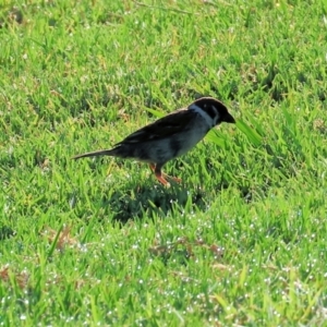 Passer montanus at Huon Creek, VIC - suppressed