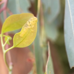 Paropsisterna cloelia (Eucalyptus variegated beetle) at Commonwealth & Kings Parks - 2 Jan 2024 by Hejor1