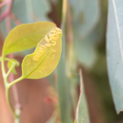 Paropsisterna cloelia (Eucalyptus variegated beetle) at Parkes, ACT - 2 Jan 2024 by Hejor1