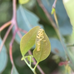 Paropsisterna cloelia at Mount Ainslie to Black Mountain - 2 Jan 2024