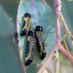 Paropsis atomaria (Eucalyptus leaf beetle) at Commonwealth & Kings Parks - 2 Jan 2024 by Hejor1