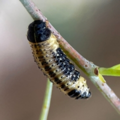 Paropsis atomaria at Mount Ainslie to Black Mountain - 2 Jan 2024