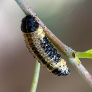 Paropsis atomaria at Mount Ainslie to Black Mountain - 2 Jan 2024