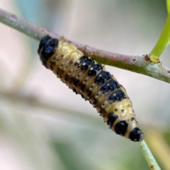 Paropsis atomaria at Mount Ainslie to Black Mountain - 2 Jan 2024