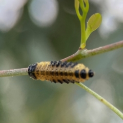 Paropsis atomaria at Mount Ainslie to Black Mountain - 2 Jan 2024