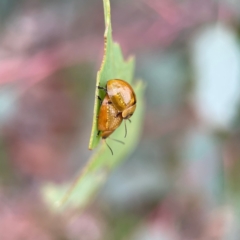 Paropsisterna cloelia (Eucalyptus variegated beetle) at Parkes, ACT - 2 Jan 2024 by Hejor1