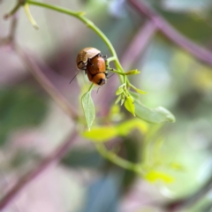 Paropsisterna cloelia at Mount Ainslie to Black Mountain - 2 Jan 2024 07:13 PM