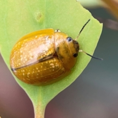 Paropsisterna cloelia at Mount Ainslie to Black Mountain - 2 Jan 2024